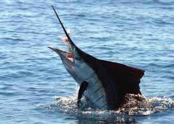 Turks and Caicos Fishing