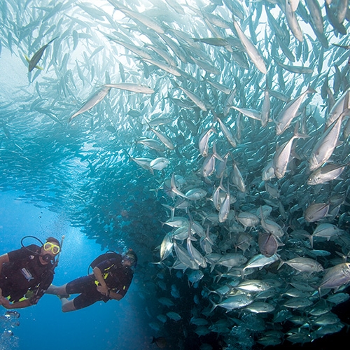 Padi Divemaster Course